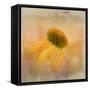 Echinacea in Yellow-Gaille Gray-Framed Stretched Canvas