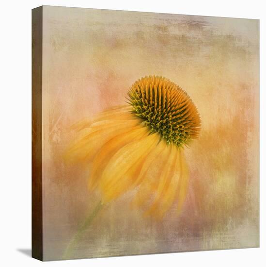 Echinacea in Yellow-Gaille Gray-Stretched Canvas