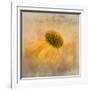 Echinacea in Yellow-Gaille Gray-Framed Photographic Print