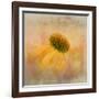 Echinacea in Yellow-Gaille Gray-Framed Photographic Print