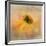 Echinacea in Yellow-Gaille Gray-Framed Photographic Print