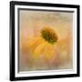 Echinacea in Yellow-Gaille Gray-Framed Photographic Print