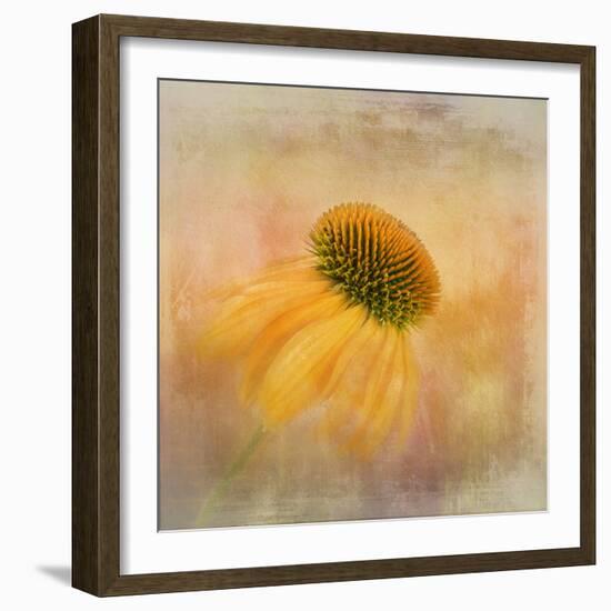 Echinacea in Yellow-Gaille Gray-Framed Photographic Print