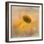 Echinacea in Yellow-Gaille Gray-Framed Photographic Print