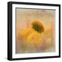 Echinacea in Yellow-Gaille Gray-Framed Photographic Print