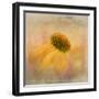 Echinacea in Yellow-Gaille Gray-Framed Photographic Print