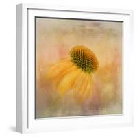 Echinacea in Yellow-Gaille Gray-Framed Photographic Print