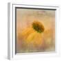 Echinacea in Yellow-Gaille Gray-Framed Photographic Print