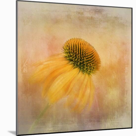 Echinacea in Yellow-Gaille Gray-Mounted Photographic Print