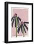 Echinacea  Pale-Ania Zwara-Framed Photographic Print