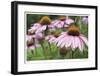 Echinacea Party-Stacy Bass-Framed Giclee Print