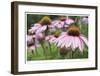 Echinacea Party-Stacy Bass-Framed Giclee Print