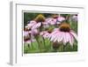 Echinacea Party-Stacy Bass-Framed Giclee Print