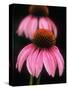 Echinacea Plant-null-Stretched Canvas