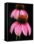 Echinacea Plant-null-Framed Stretched Canvas