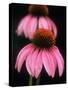 Echinacea Plant-null-Stretched Canvas