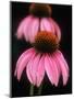 Echinacea Plant-null-Mounted Photographic Print