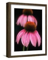 Echinacea Plant-null-Framed Photographic Print