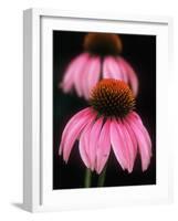 Echinacea Plant-null-Framed Photographic Print