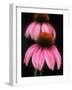 Echinacea Plant-null-Framed Photographic Print