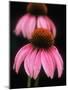 Echinacea Plant-null-Mounted Photographic Print