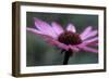 Echinacea Purpurea-Maxine Adcock-Framed Photographic Print