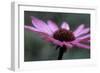 Echinacea Purpurea-Maxine Adcock-Framed Photographic Print