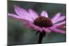 Echinacea Purpurea-Maxine Adcock-Mounted Photographic Print