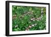 Echinacea-Robert Goldwitz-Framed Photographic Print
