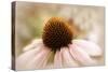 Echinacea-Jessica Jenney-Stretched Canvas