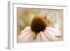 Echinacea-Jessica Jenney-Framed Giclee Print