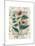 Echinacea-Julie Nightingale-Mounted Art Print