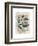 Echinacea-Julie Nightingale-Framed Art Print