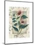 Echinacea-Julie Nightingale-Mounted Art Print