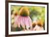 Echinancea Study II-Jason Johnson-Framed Photographic Print