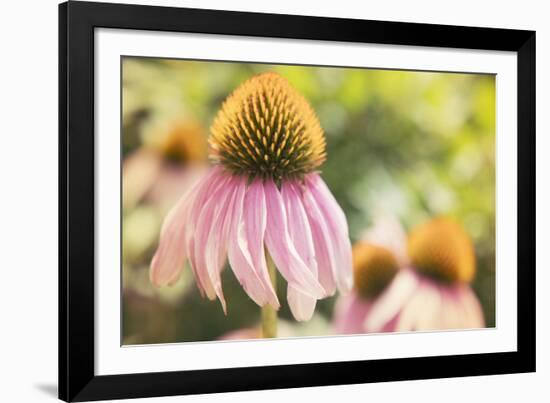 Echinancea Study II-Jason Johnson-Framed Photographic Print