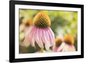 Echinancea Study II-Jason Johnson-Framed Photographic Print