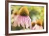 Echinancea Study II-Jason Johnson-Framed Photographic Print