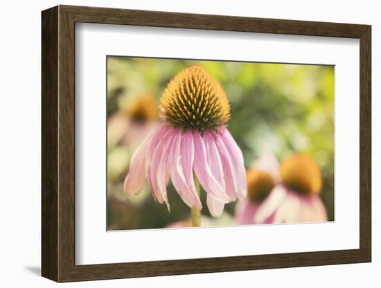 Echinancea Study II-Jason Johnson-Framed Photographic Print