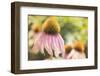 Echinancea Study II-Jason Johnson-Framed Photographic Print