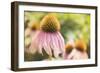 Echinancea Study II-Jason Johnson-Framed Photographic Print