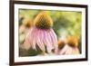 Echinancea Study II-Jason Johnson-Framed Photographic Print