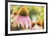 Echinancea Study II-Jason Johnson-Framed Photographic Print