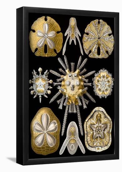 Echinidea 2 Nature Art Print Poster by Ernst Haeckel-null-Framed Poster