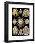 Echinidea-Ernst Haeckel-Framed Art Print