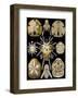 Echinidea-Ernst Haeckel-Framed Art Print