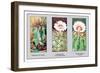 Echinocactus Ingens-null-Framed Art Print