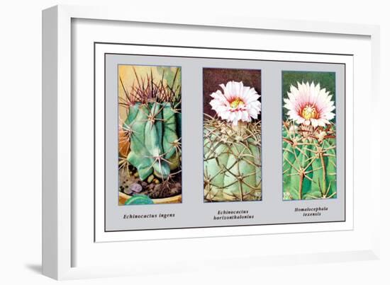 Echinocactus Ingens-null-Framed Art Print