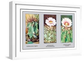 Echinocactus Ingens-null-Framed Art Print