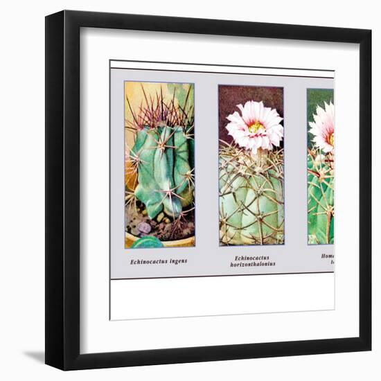 Echinocactus Ingens-null-Framed Art Print